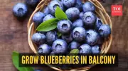 Balcony Blueberry Bonanza: Your Step-by-Step Guide to Growing Superfoods at Home