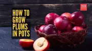 Balcony Plum Paradise: Your Step-by-Step Guide to Growing Juicy Plums at Home