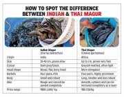 Banned Thai Magur Floods Delhi-NCR Markets Despite 27-Year Government Ban