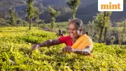 Beyond Darjeeling: Exploring South India's Diverse Tea Gardens