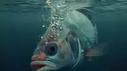Can Fish Drown? The Surprising Truth About Aquatic Suffocation