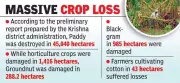 Cyclone Montha Ravages Krishna District: Agriculture, Fisheries & Infrastructure Decimated