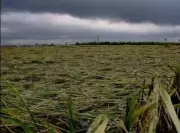 Cyclone Motha Wreaks Havoc: 1.58 Lakh Hectares of Crops Destroyed Across Andhra Pradesh
