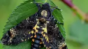 Death's-Head Hawk Moth: 5 Fascinating Facts Beyond the Skull Marking