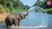 Elephants Detect Rain 150 Miles Away: Nature's Weather Forecasters