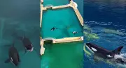 France's Orca Crisis: 2 Whales Trapped in Closed Marine Park