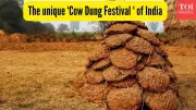 Gorehabba Festival: Tamil Nadu's Unique Cow Dung Celebration After Diwali