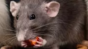 Harvard's Menstruating Mice Breakthrough: A Game-Changer for Women's Health Research