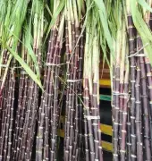 Haryana Boosts Sugar Sector with New Mill & India's Highest Cane Price