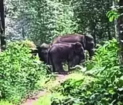 Heartwarming Vigil: Elephant Herd Forms Protective Circle Around Newborn in Odisha's Ganjam Forest