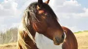 Horses Can Read Human Emotions: Study Reveals Joy & Sadness Recognition