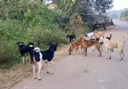 Hubballi-Dharwad Proposes Rs 5 Crore Stray Dog Pounds Following SC Directive