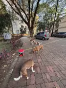 IIT-Bombay Community Fights to Protect Campus Stray Dogs After SC Order