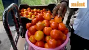 India Launches Subsidized Tomato Sales at ₹52/kg to Curb Price Surge