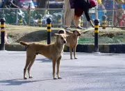 Jharkhand Animal Activists Challenge Supreme Court Stray Dog Removal Order