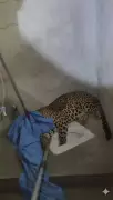 Leopard Enters Nagpur Building: 3-4 Year Old Big Cat Rescued from Bhandewadi