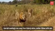 Lion Dad's Hilarious Escape From Babysitting Duties Goes Viral - Internet Can't Stop Relating!