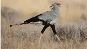 Meet Nature's Ninja: How The Secretary Bird's Deadly Kick Is Rewriting Evolutionary Science