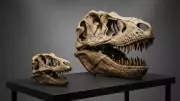 Mystery Solved: Why Tiny T-Rex Skeletons Aren't Actually Baby Dinosaurs
