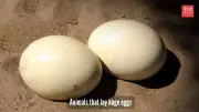 Nature's Giant Wonders: 5 Animals That Lay The Most Massive Eggs You Won't Believe!