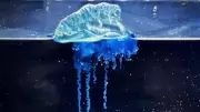 New Blue Samurai Jellyfish Species Discovered in Japan, Signals Climate Shift