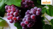New Zealand Opens Market for Indian Grapes, Boosting FTA Prospects