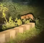 Night Leopard Safaris in Pune Villages Spark Wildlife Crisis