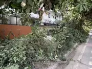 Panchkula's Rs 2.43 Crore Waste Plant Stuck in Tendering for 6 Months