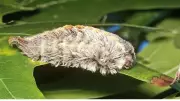 Puss Caterpillar: North America's Most Venomous Insect Revealed