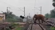 Railways Halt 12 Trains for Elephant Herd's Safe Passage at Jharkhand-Odisha Border