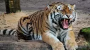 Royal Bengal Tiger Spotted in Gujarat After 32 Years