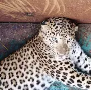 Second Leopard Captured in Koppal Within a Week, Forest Officials Act