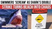 Shark Double Attack Stuns Australia: 1 Dead, 1 Injured at Crowdy Bay