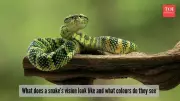 Snake Vision Secrets: How They See a Different World