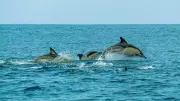 Top 5 Dolphin-Watching Spots in India: A Complete Guide