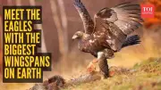 Top 5 Eagles With The Largest Wingspans On Earth
