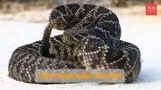Top 5 Fastest Snakes in the World: Speed Demons Revealed