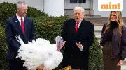 Trump's Thanksgiving 2025: Turkeys Gobble and Waddle Pardoned in White House Tradition