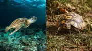 Turtle vs Tortoise: 5 Key Differences You Need to Know