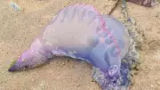 UK Beaches on High Alert: Deadly Portuguese Man O' War Invasion Spotted Along Coastlines