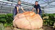 UK Brothers Grow World's Heaviest Pumpkin at 2,819 Pounds