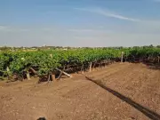 Vijayapura Grape Farmers Win Rs 15,000/ha Insurance Battle After Protest Threat