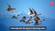 Wings Over India: Discover 5 Stunning Winter Migratory Birds Transforming Indian Skies