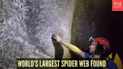 World's Largest Spider Web Discovered on Albania-Greek Border