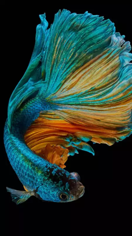 10 Best Low-Maintenance Fish for Your First Home Aquarium