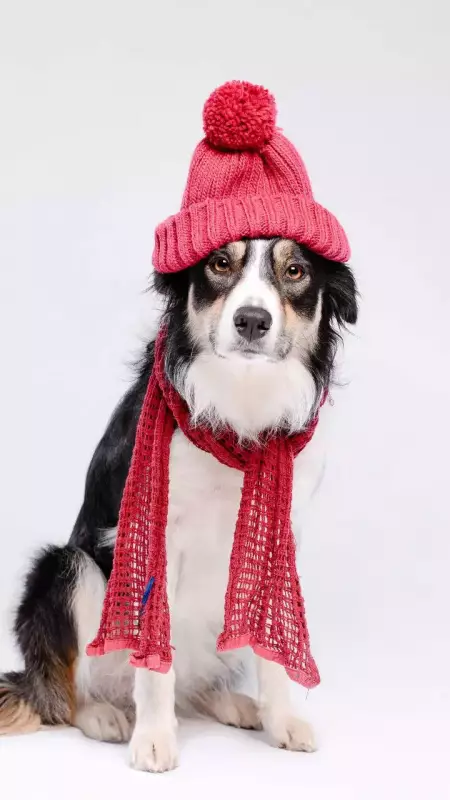 10 Cute Dog Breeds That Thrive in Cold Weather & Love Winter