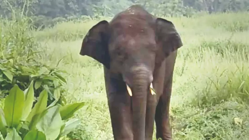 10-Year-Old Elephant Omkar Sparks 3-State Stalemate in India
