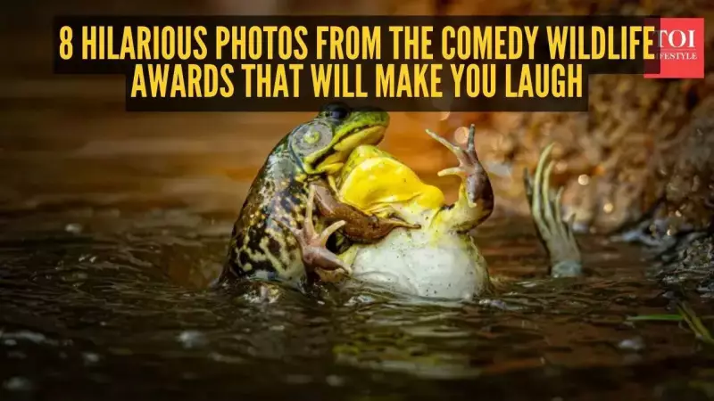 10,000 Hilarious Entries: Nikon Comedy Wildlife Awards 2025 Crowns Winners