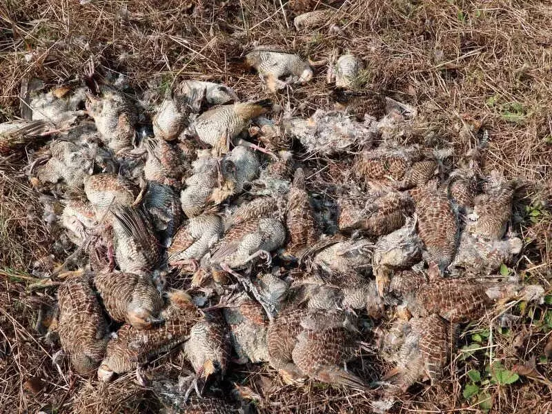 107 Grey Francolin Birds Found Dead in Dombivli, Samples Sent to NIV Pune