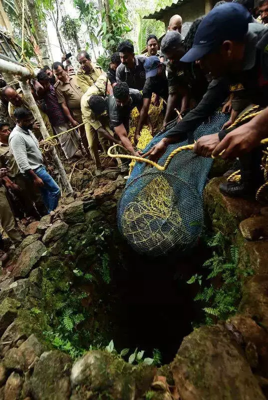 11-Hour Rescue: 3-Year-Old Tiger Saved from 7-Metre Well in Pathanamthitta